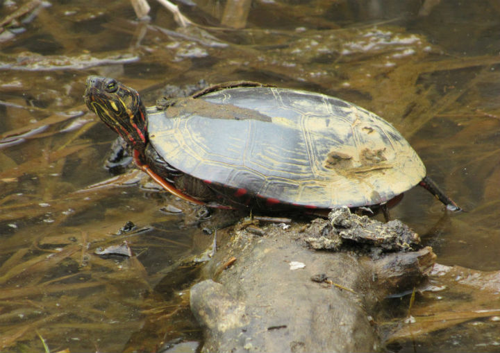 Midland Painted Turtle